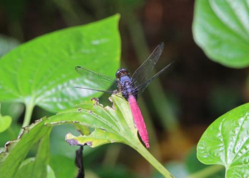 Orthetrum pruinosum